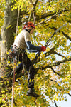 PROFESSIONAL GRADE ARBORAPID TELESCOPIC POLE SAW SET / 3 PARTS / 2.6' - 6.2' EXTENDABLE LENGTH WITH 13" ARBORAPID SAW BLADE #75858  "THE CLIMBERS POLE SAW"